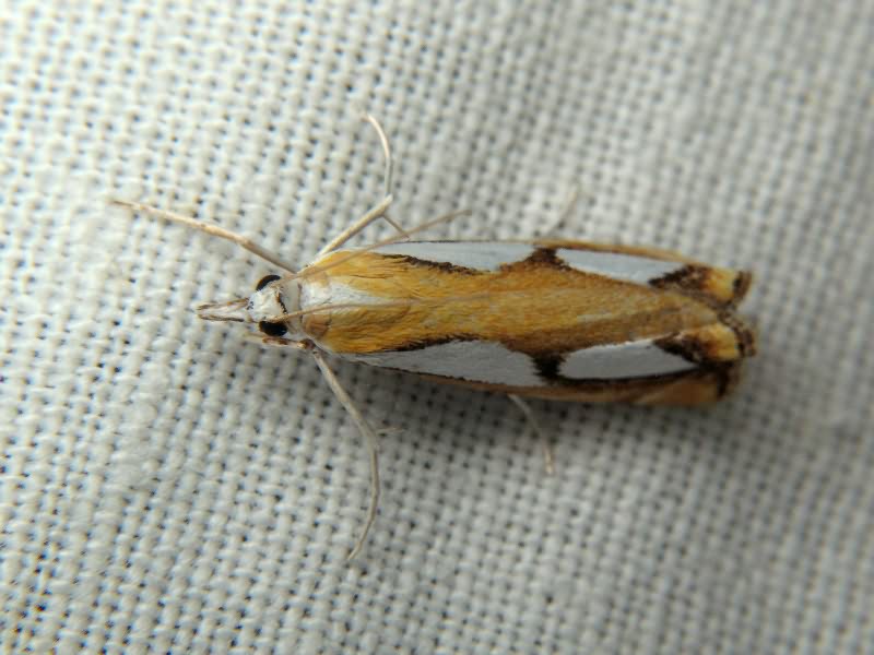 Catoptria pinella (Linnaeus, 1758)